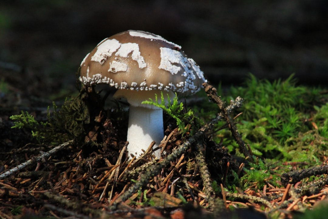 Photo Mysterious fungus