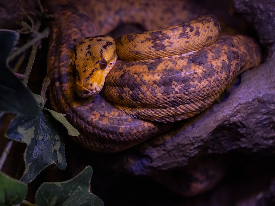 Uncovering the Mysterious World of the Serpiente